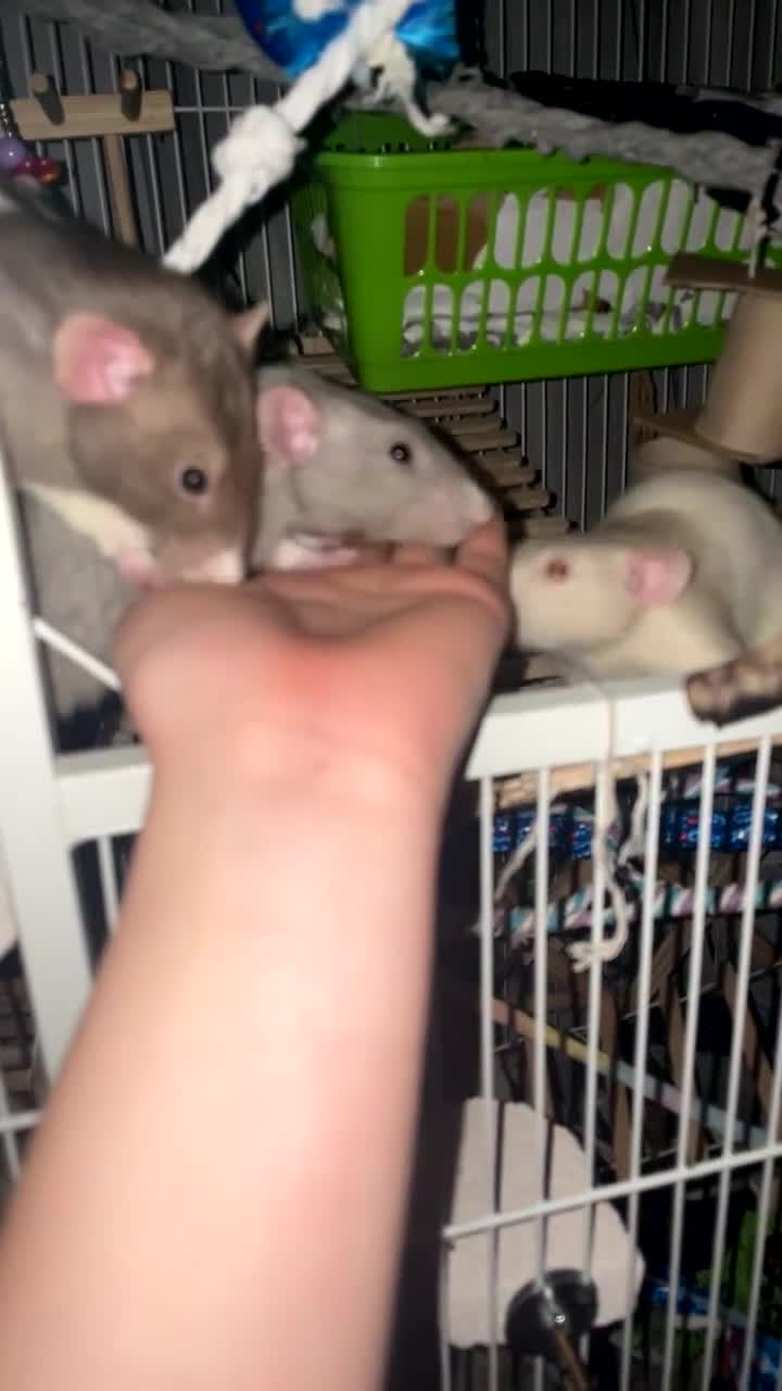 Rat rodents for sale: Four lovely rats looking for a forever home  - Video 1