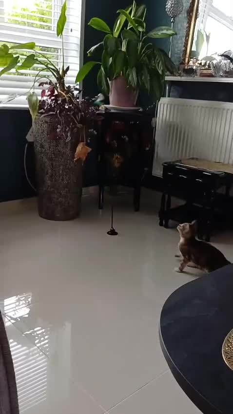 Domestic Shorthair cats for sale: 2 Female Lovely Domestic kittens  - Video 2