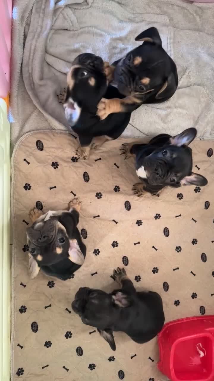 French Bulldog dogs for sale:  REDUCED, 1 GIRL LEFT French bulldog puppies  - Video 2
