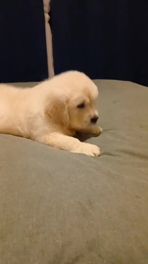 Golden Retriever dogs for sale: KC registered golden retriever puppies  - Video 1