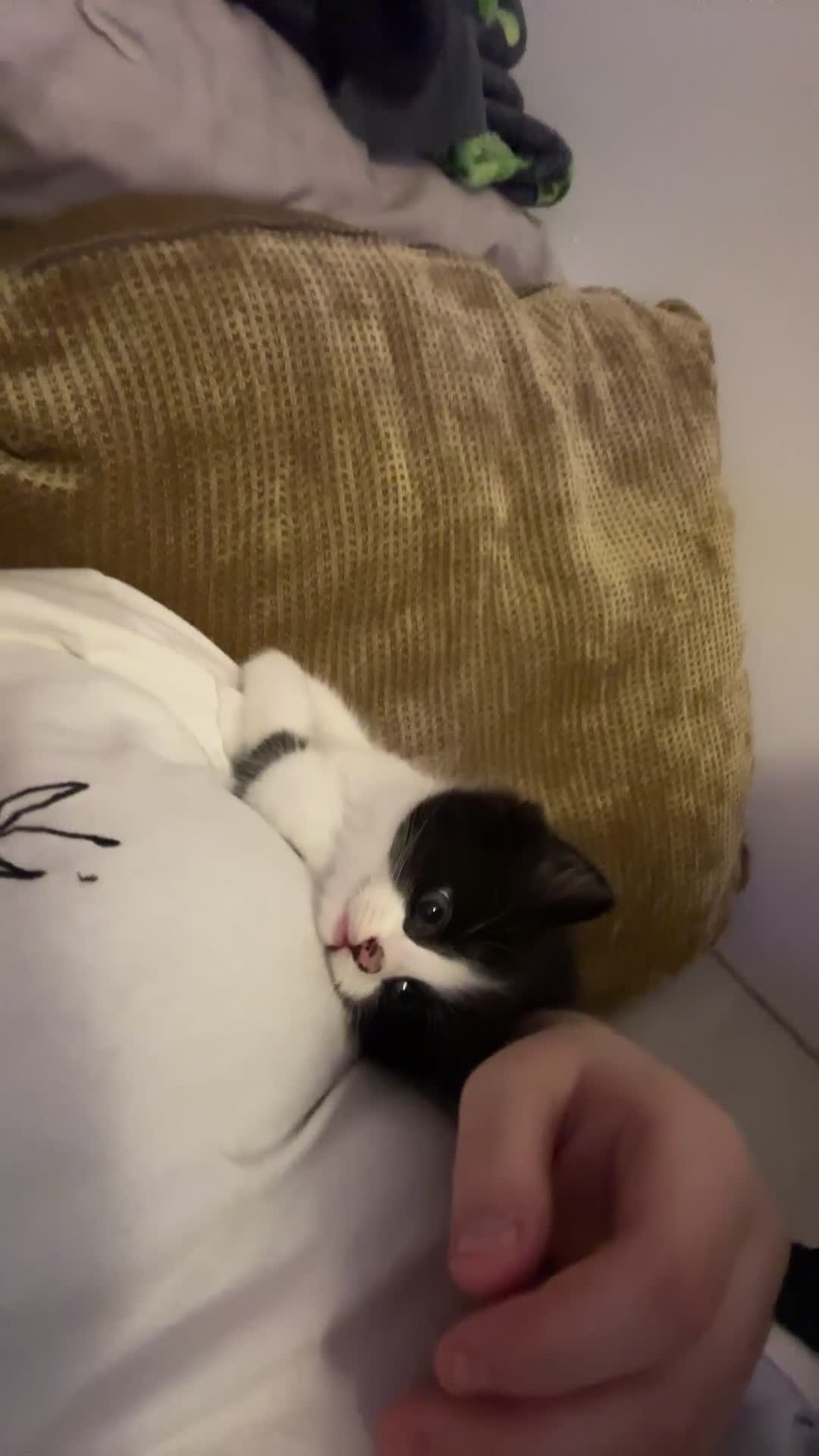 Mixed Breed cats for sale: One boy left, part ragdol  - Video 1