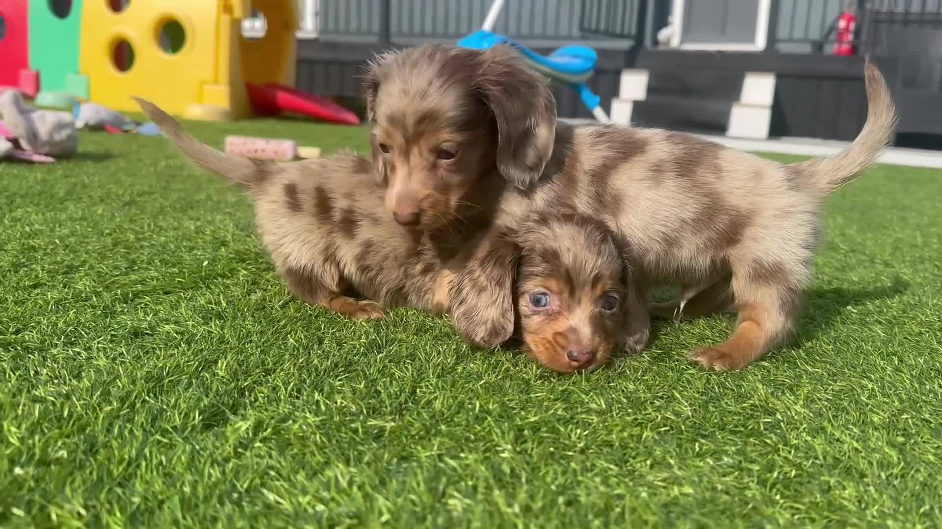 Miniature Dachshund dogs for sale: ✨MINI DACHSHUND LONG HAIR ✨👑 KC 👑 - Video 2