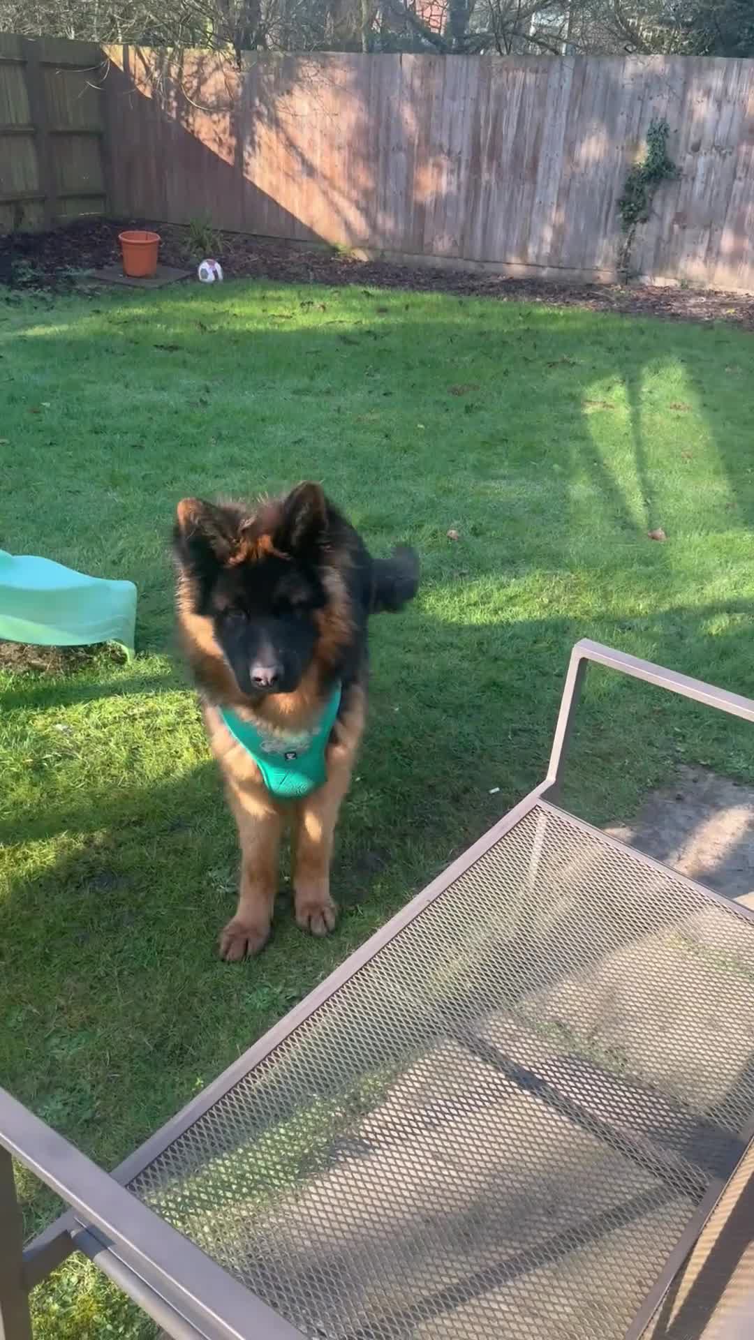 German Shepherd dogs for sale: German shepherd longhair in Milton Keynes - Video 2