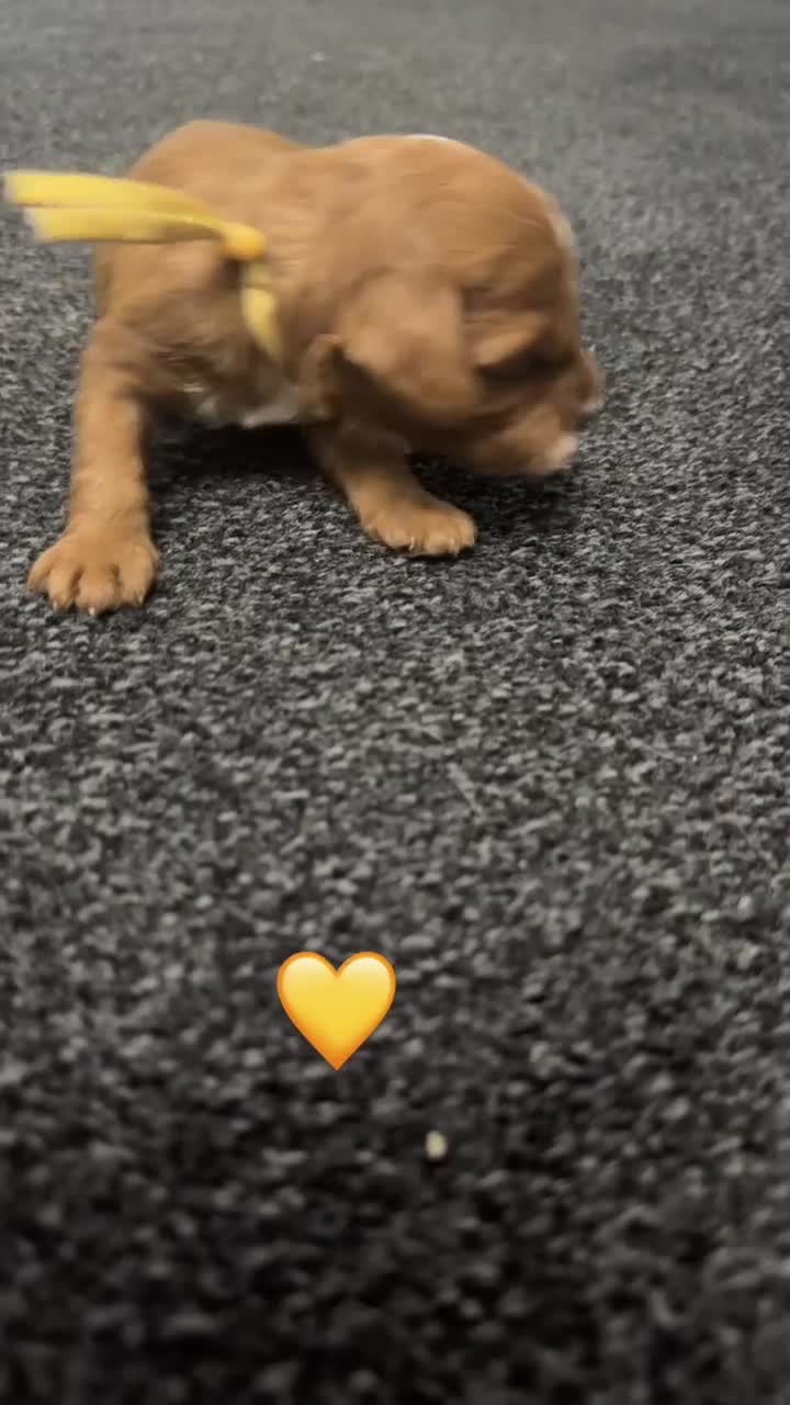 Cavapoo dogs for sale: F1 cavapoos 🥰dna health clear parents,💙🩷  - Video 1