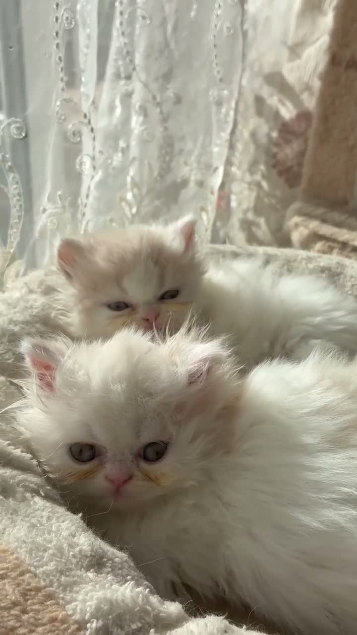 Persian cats for sale: Stunning kittens - Video 1