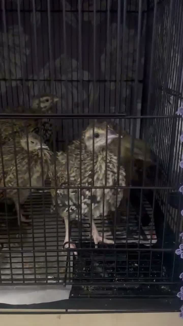 Mixed Breed birds for sale: Black francolin kala teeter - Video 1