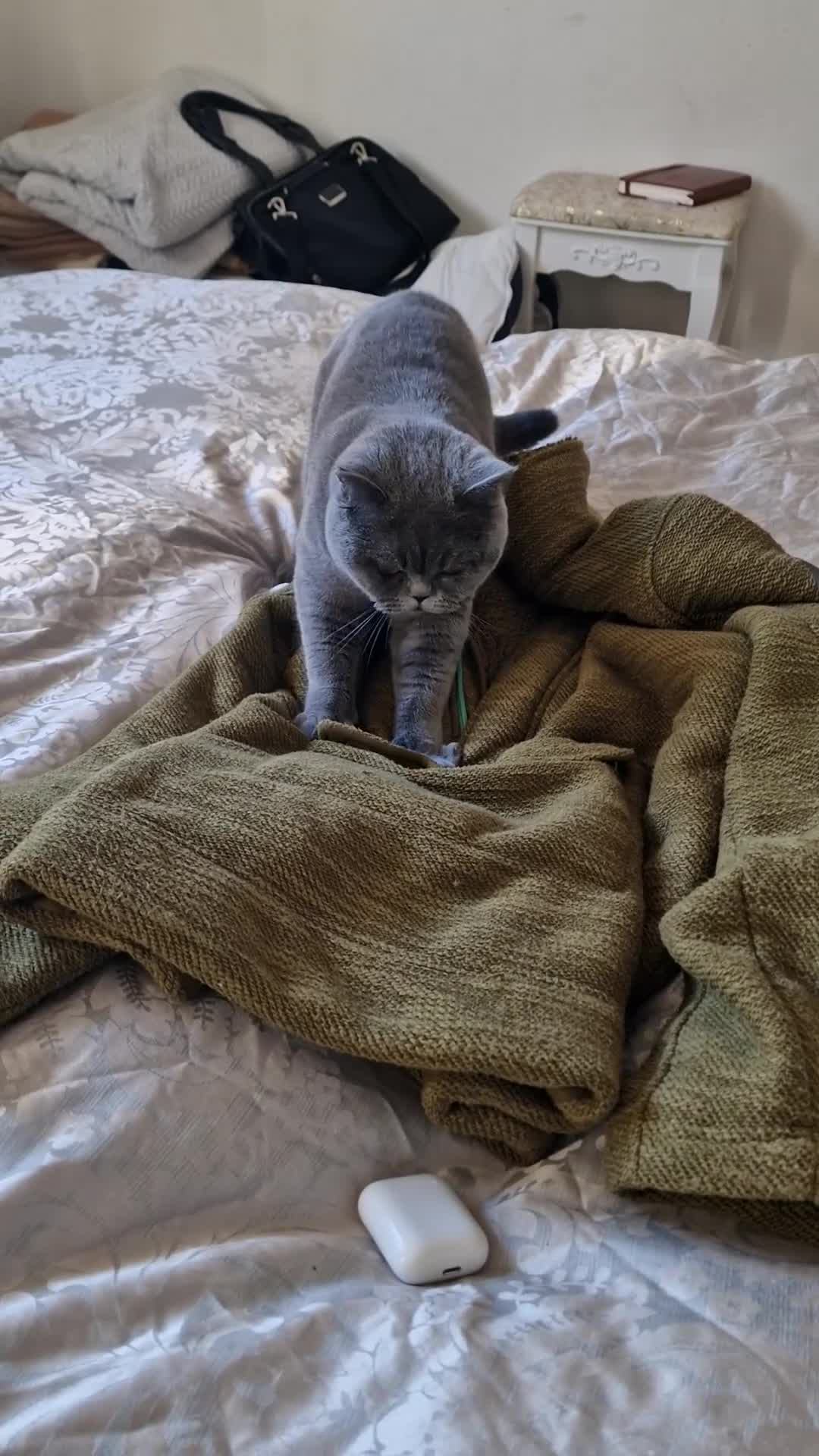 British Shorthair cats for sale: 4.5 year old female pure bred British blue - Video 4