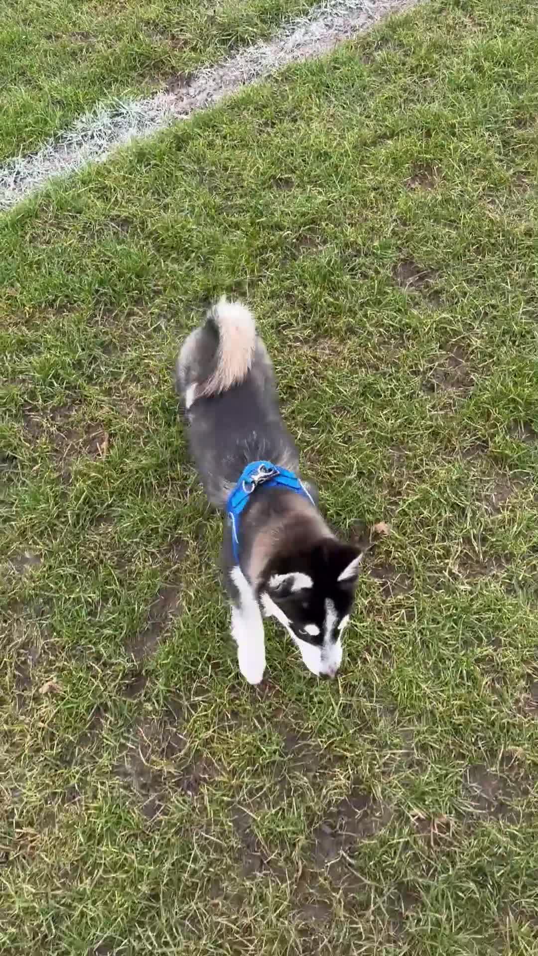 Pomsky dogs for stud: Pomsky Stud Available - NorthWest - Video 1