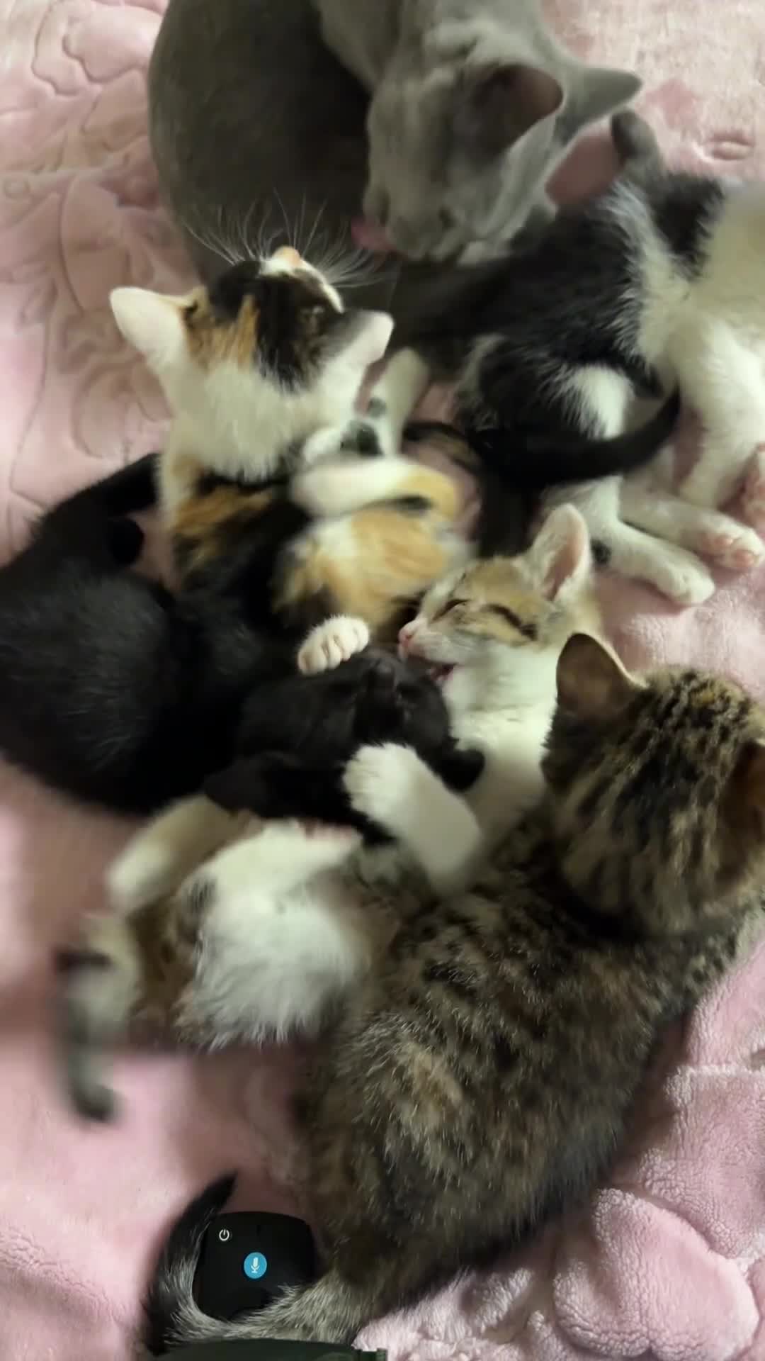 Mixed Breed cats for sale: British short hair cross in Bradford - Video 1