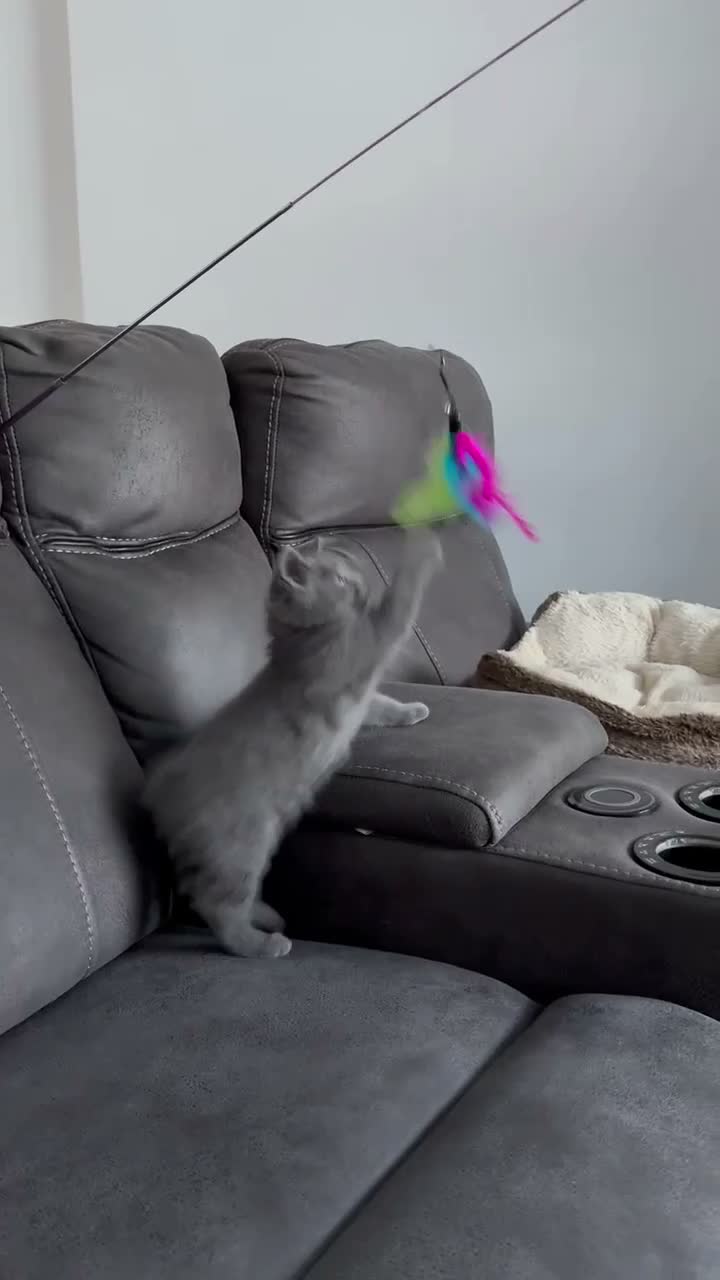 British Shorthair cats for sale: GCCF British shorthair kitten available  in Liverpool - Video 1