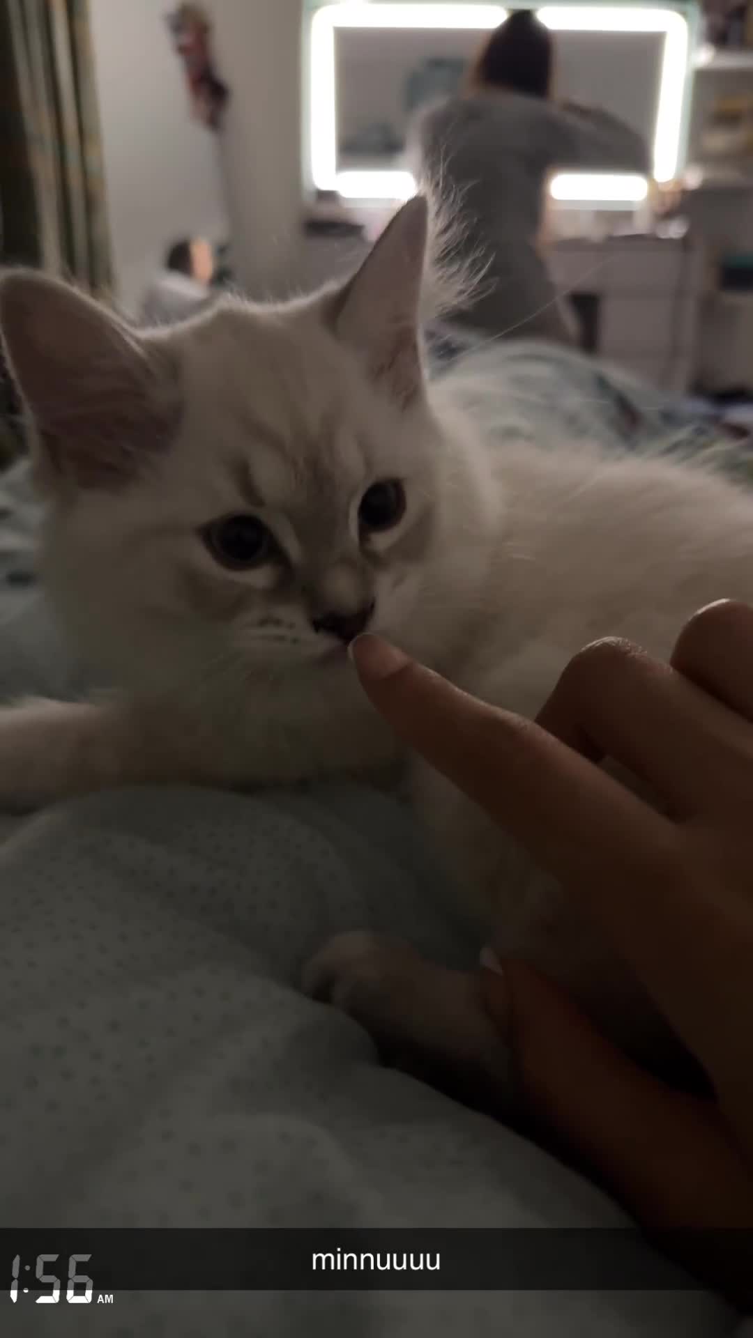 Ragdoll cats for sale: beautiful ragdoll babies for sale - Video 1