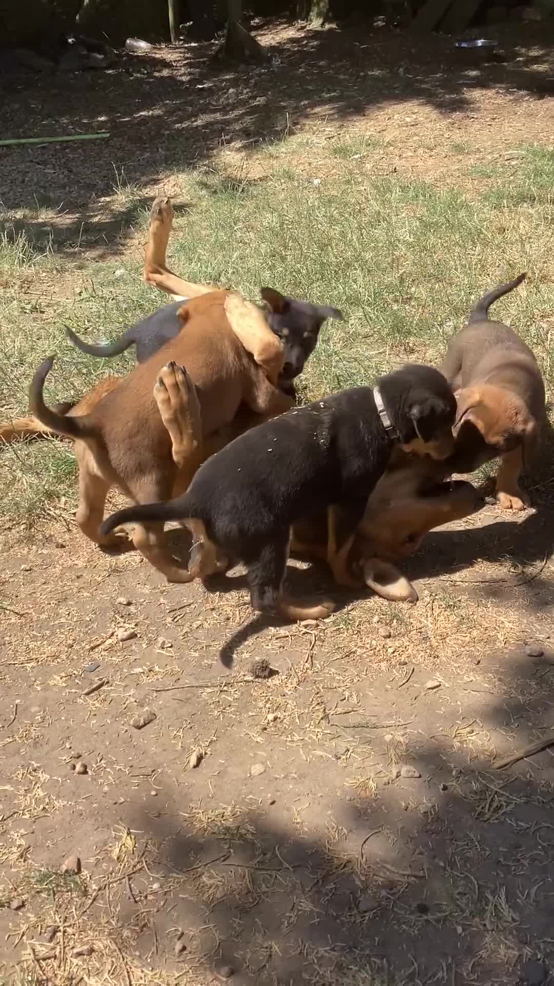 Dobermann dogs for sale: Beautiful litter of European Dobermann X - Video 3