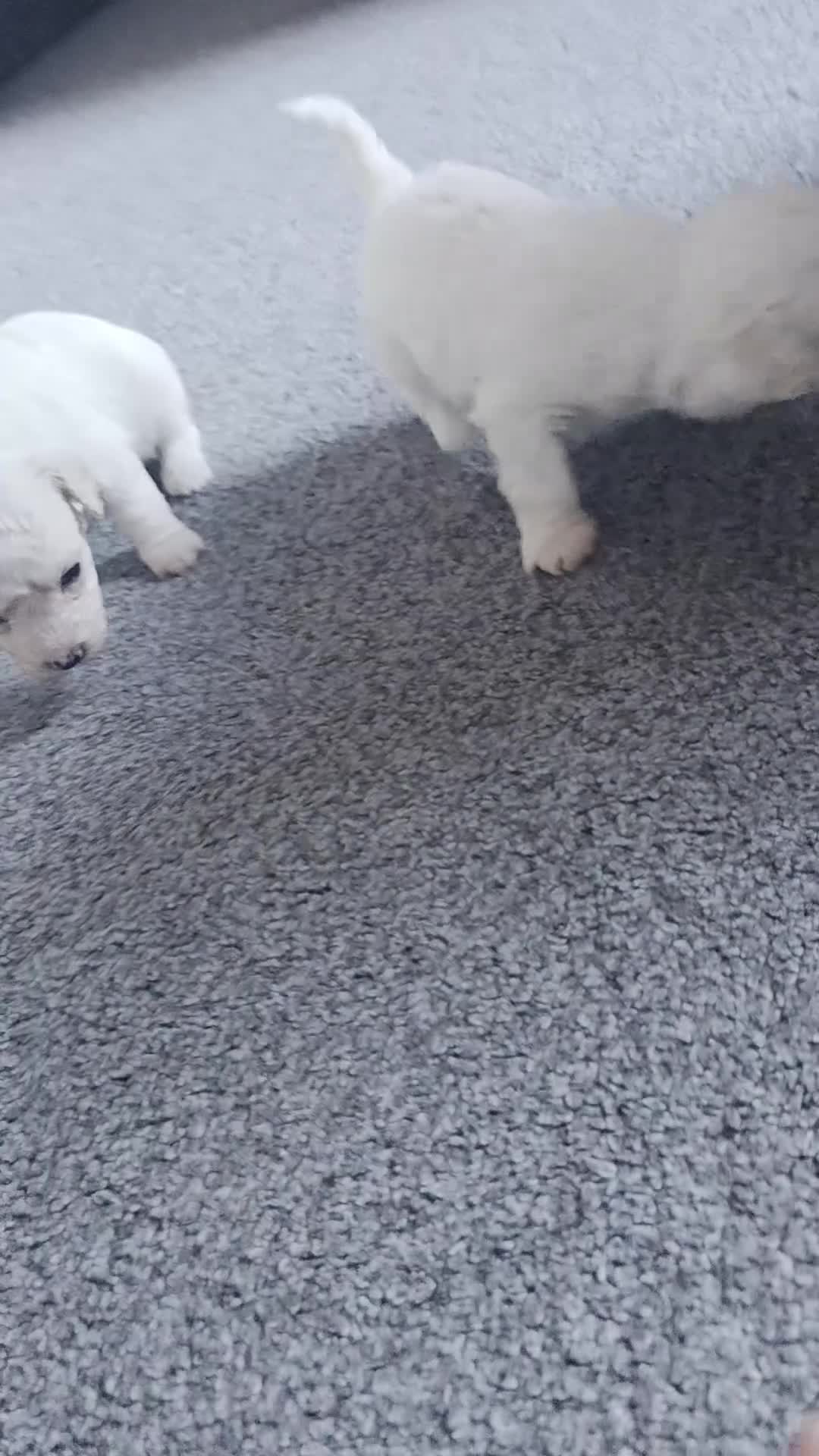 Bichon Frise dogs for sale: BICHON FRISE puppys  - Video 1