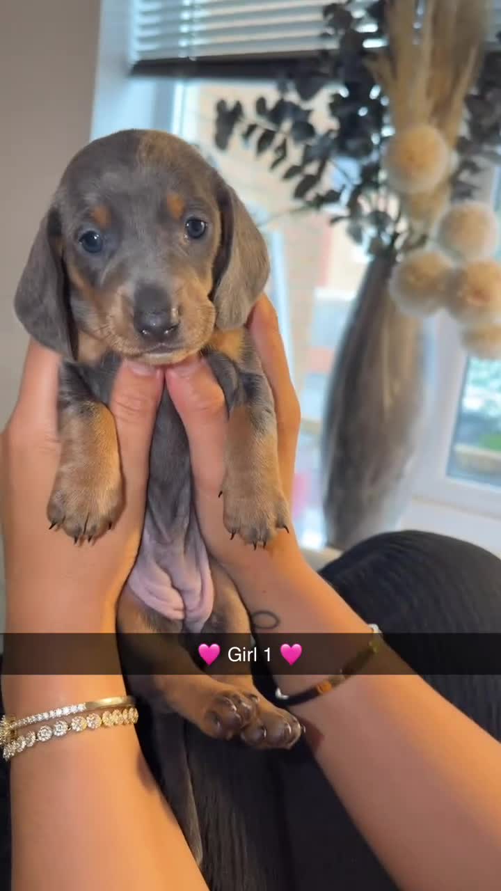 Dachshund dogs for sale: 🩷 2 Beautiful Isabella and Tan Dachshund Girls 🩷 - Video 1