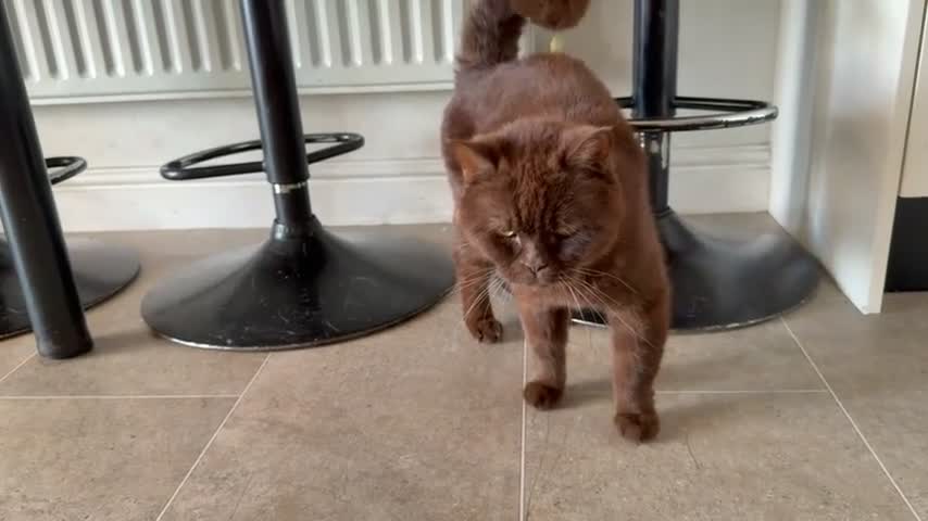 British Shorthair cats for sale: British Shorthair cat - Yogi, needs new home - Video 2