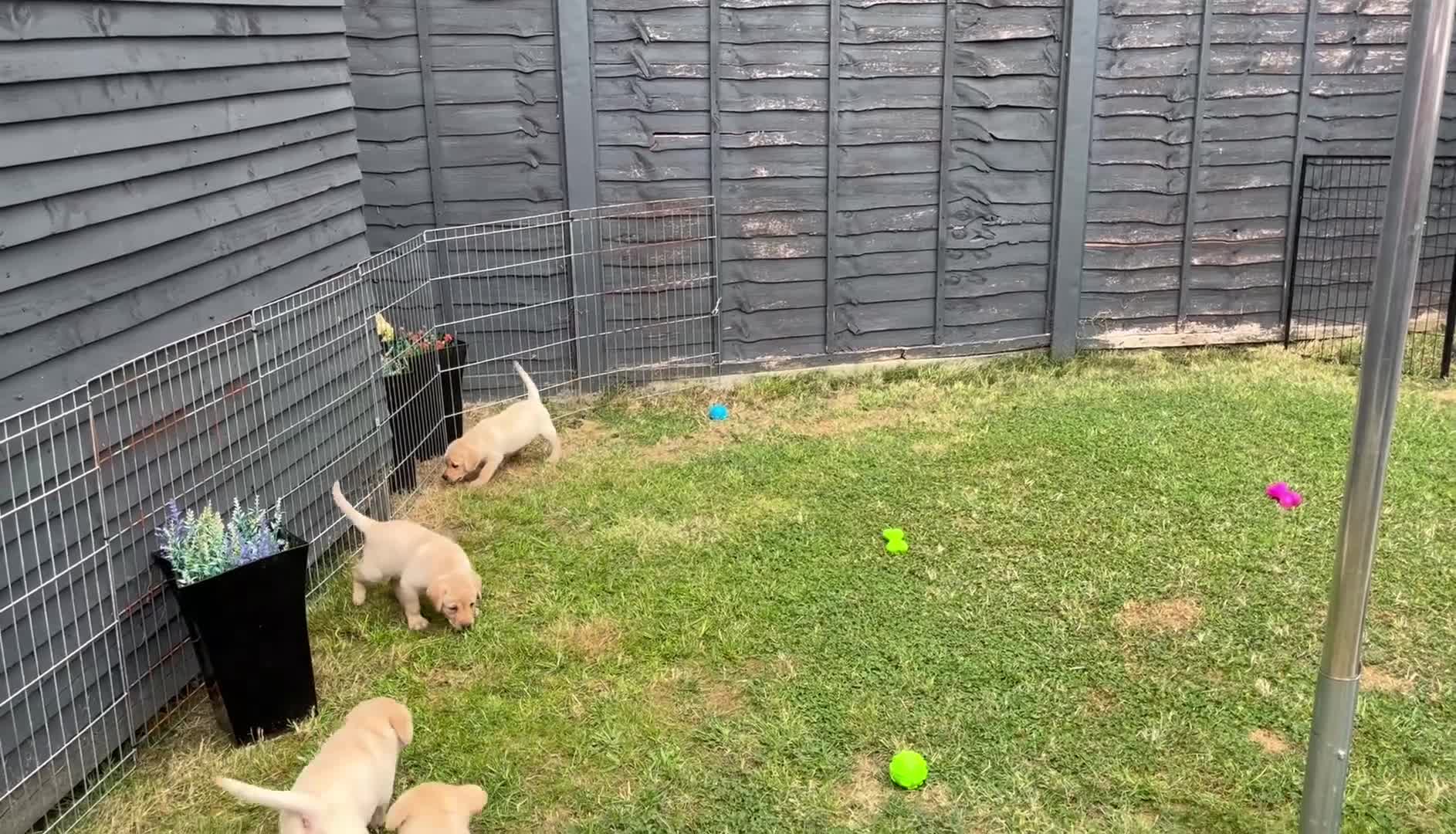 Labrador Retriever dogs for sale: KC REG LABRADOR RETRIEVER PUPPIES  in Waterlooville - Video 1