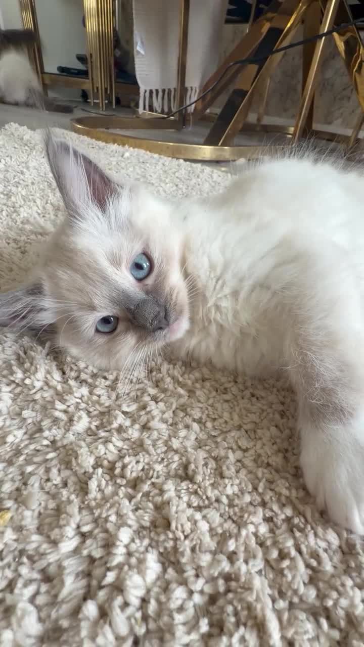Ragdoll cats for sale: Pure ragdoll kittens - Video 3