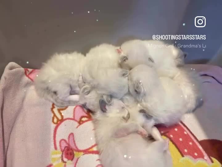 Ragdoll cats for sale: Ragdoll kittens GCCF - Video 2