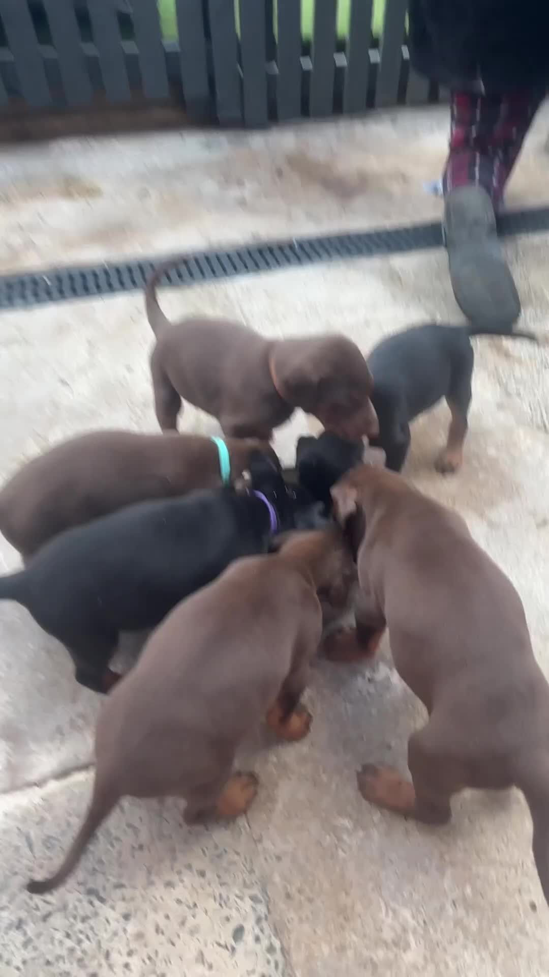 Dobermann dogs for sale: Beautiful Doberman puppues - Video 1