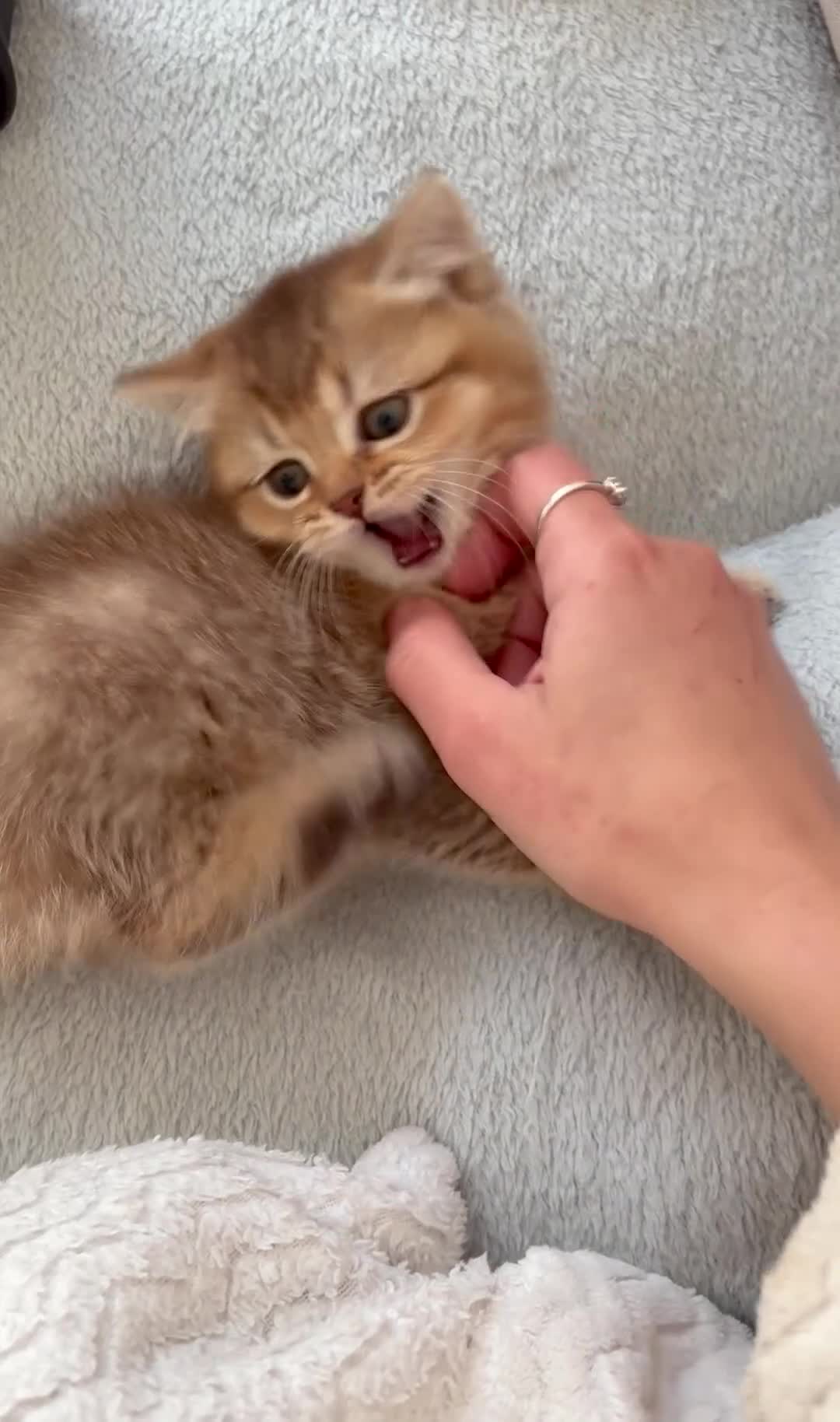 British Shorthair cats for sale: ✨Pedigree golden British shorthair chocolate lilac - Video 2