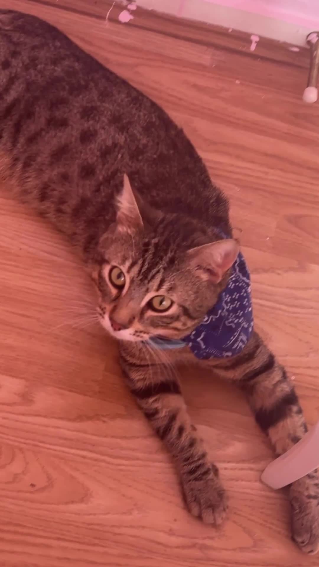 Bengal cats for sale: Male f2 bengal for sale  - Video 3