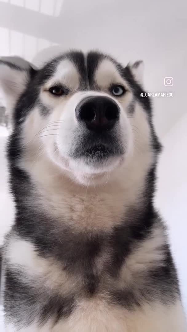Siberian Husky dogs for stud: Proven Gorgeous Siberian Husky *FOR STUD ONLY* in Torquay - Video 1