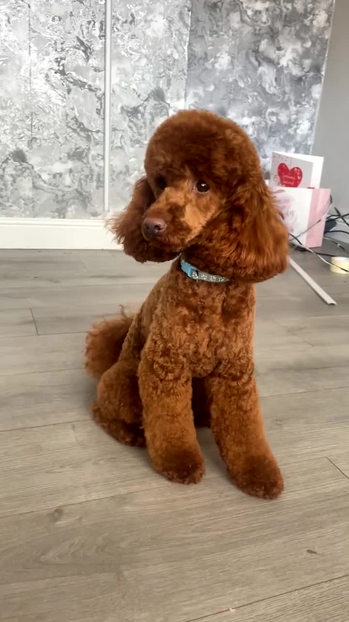 Miniature Poodle dogs for stud:  ⭐️KC PRINCE CHARMING BLUE BOY MINIATURE POODLE⭐️ - Video 2