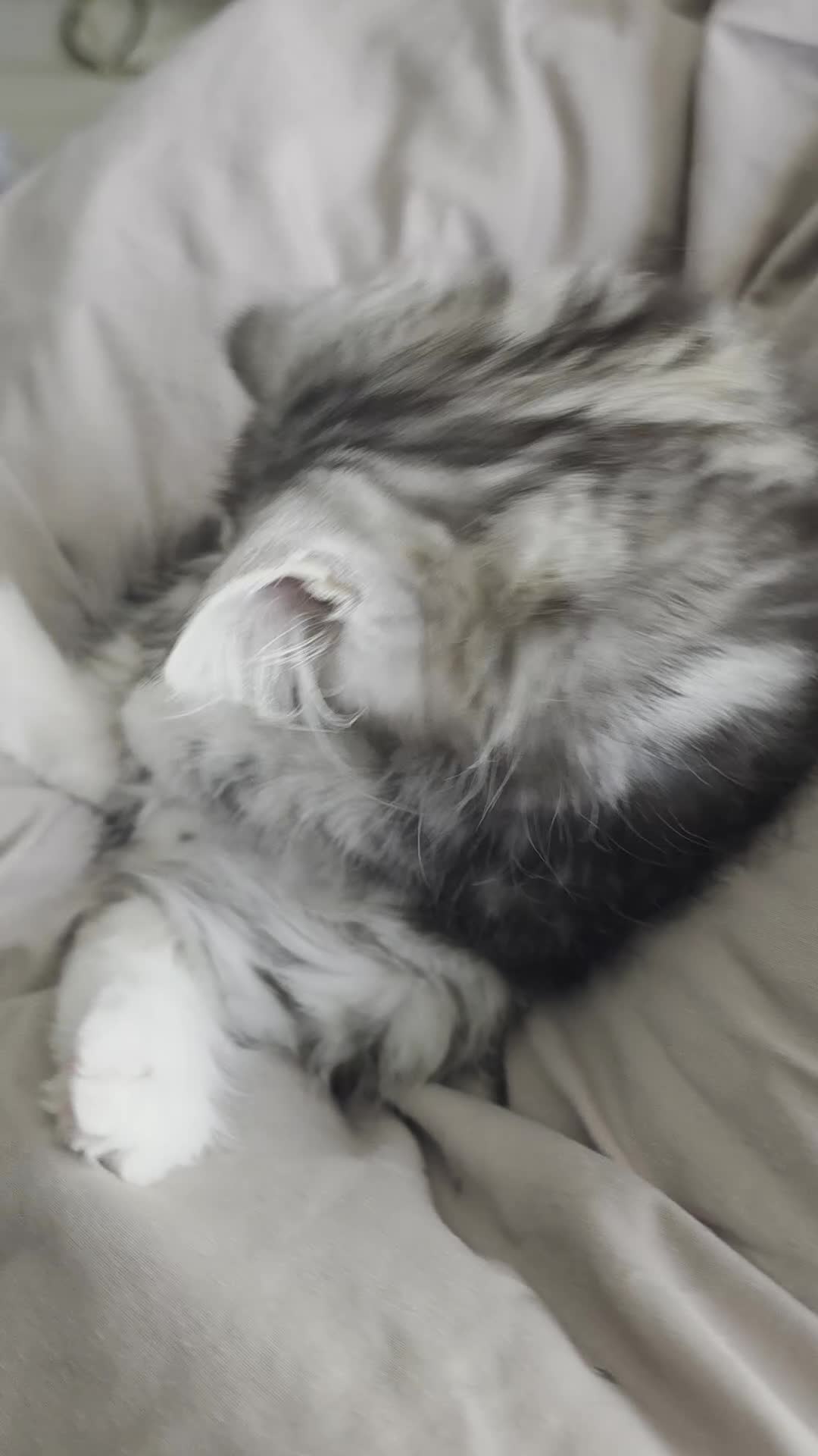 Persian cats for sale: Persian Mix Male Kitten - Video 2