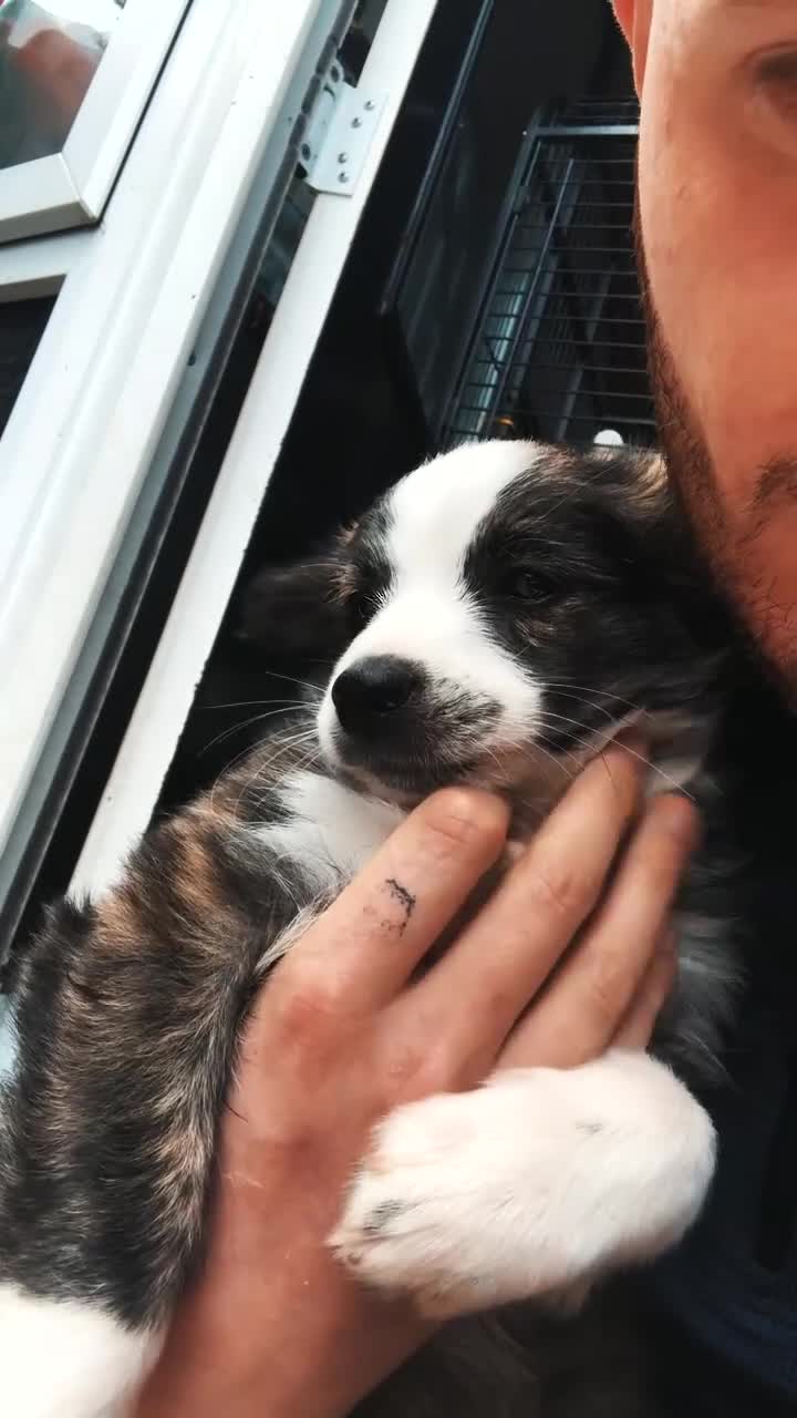 Mixed Breed dogs for sale: Chihuahua cross breed pups for sale price £550 - Video 2