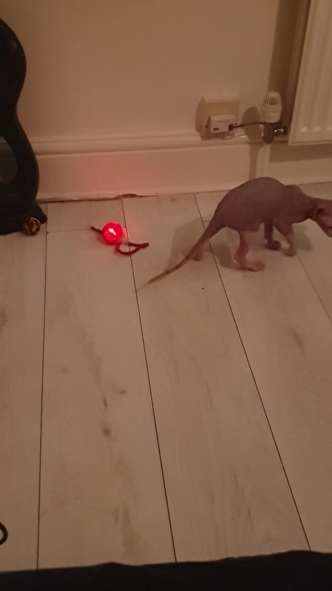 Sphynx cats for sale: 1 boy sphynx left ready for his forever home  - Video 1