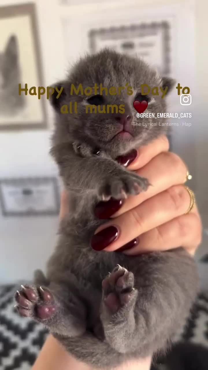 Russian Blue cats for sale: TICA registered Russian blue kittens  - Video 3