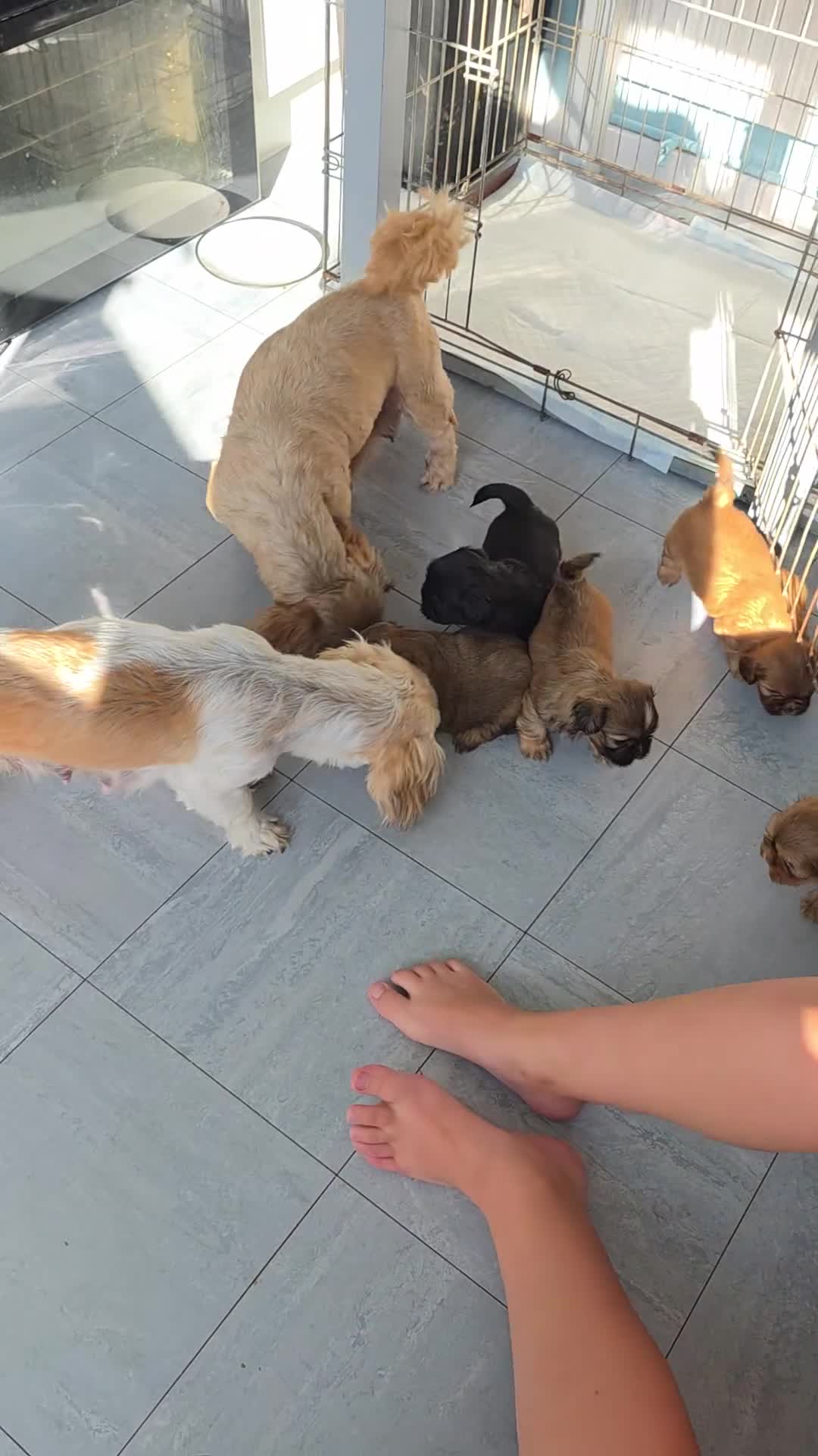 Shih Tzu dogs for sale: Stunning full pedigree miniature shih tzu puppies  - Video 1