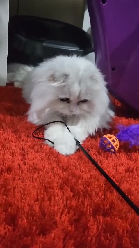 Scottish Fold cats for sale: Adorable Scottish long hair fold - Video 1