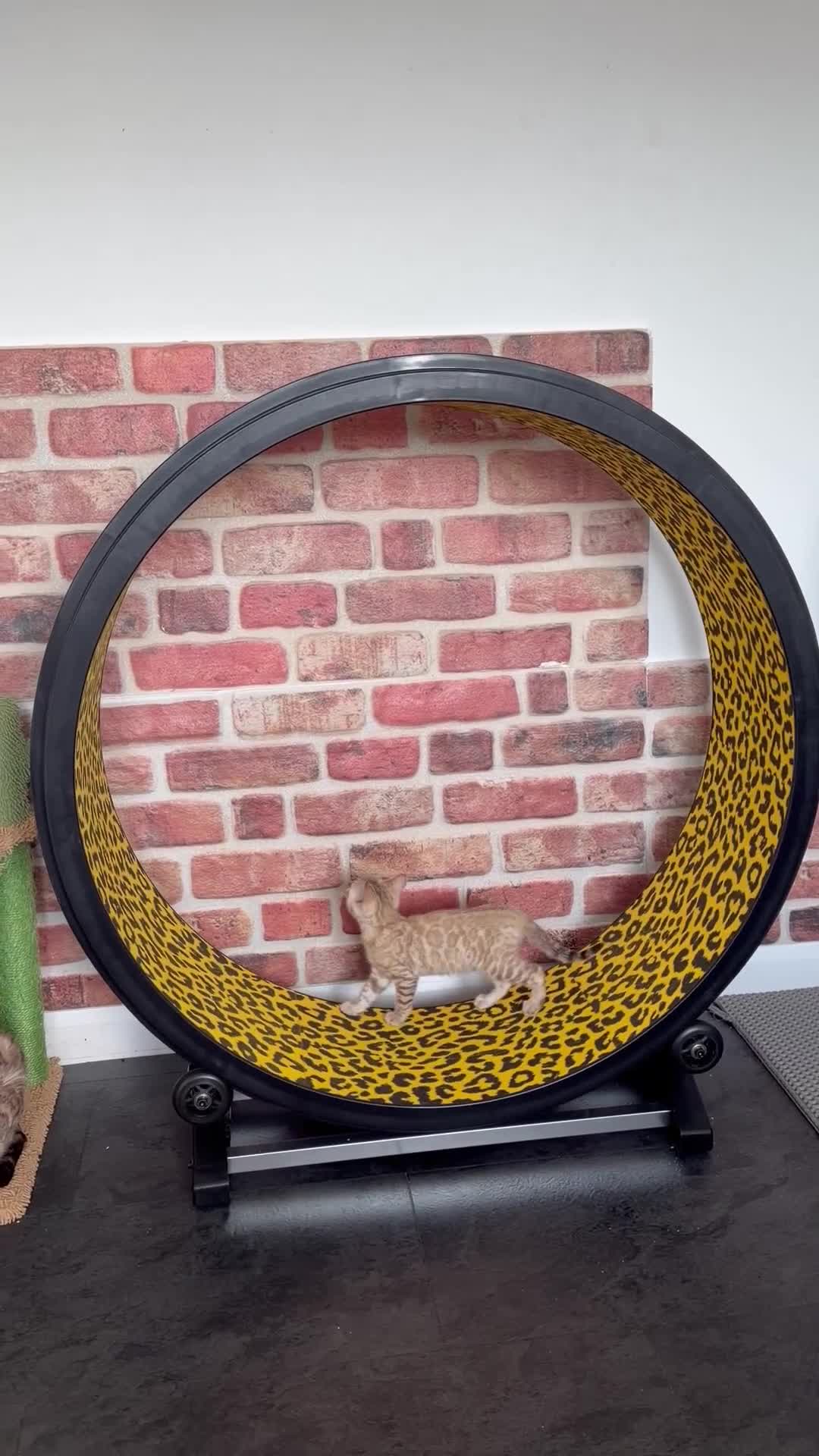Bengal cats for sale: Albino & Snow Lynx Bengal Kittens, TICA Regs - Video 4