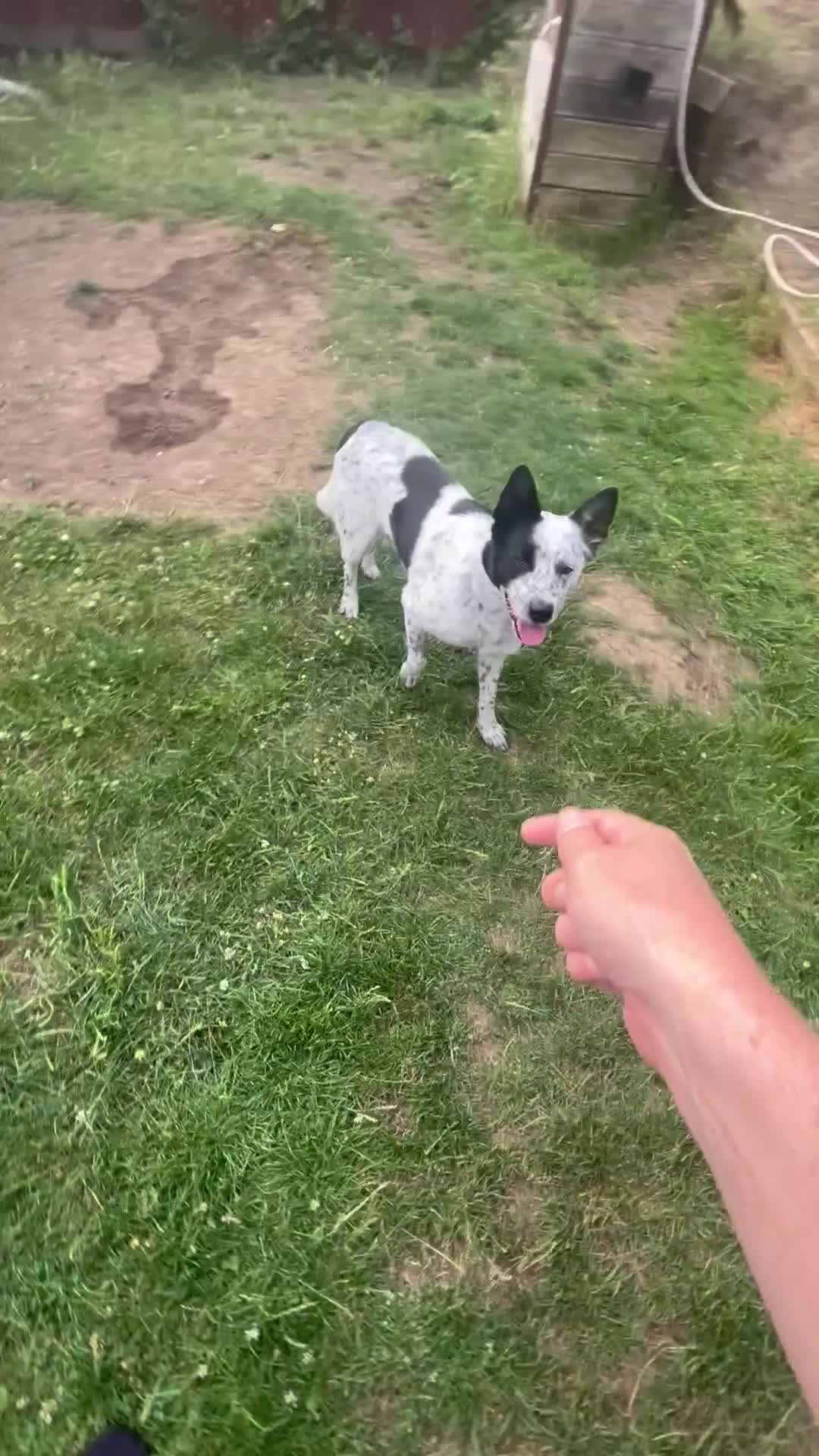 Australian Cattle Dog dogs for stud: Blue Heeler for stud in Bedford - Video 1
