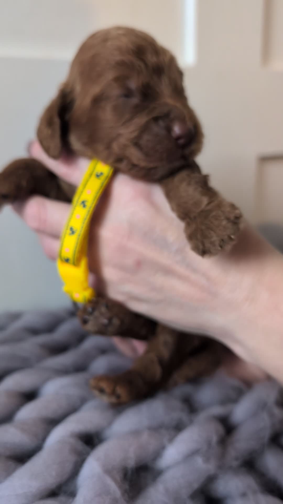 Cockapoo dogs for sale: Stunning F1 Show Toy Red Cockapoo puppies DNA ✔️ - Video 2