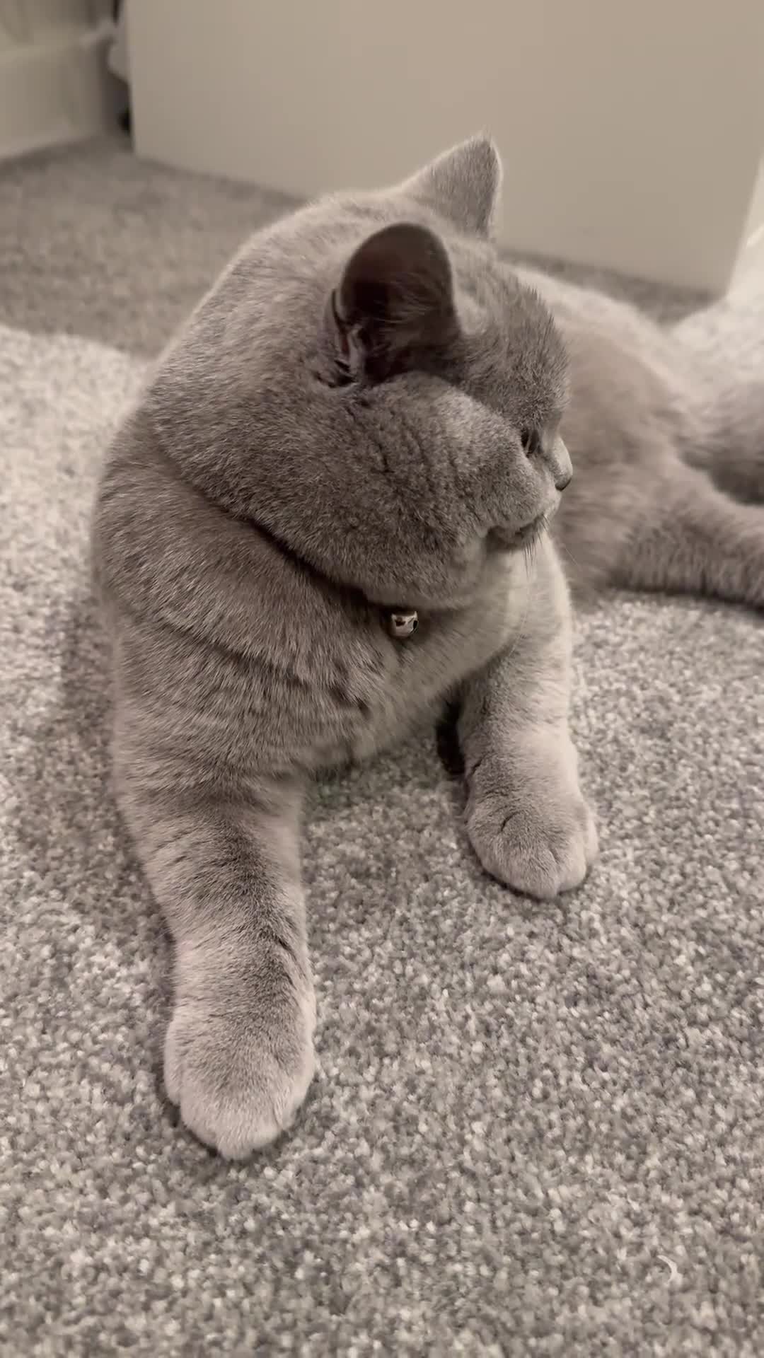 British Shorthair cats for sale: British boy shorthair with loving nature in Smethwick - Video 1