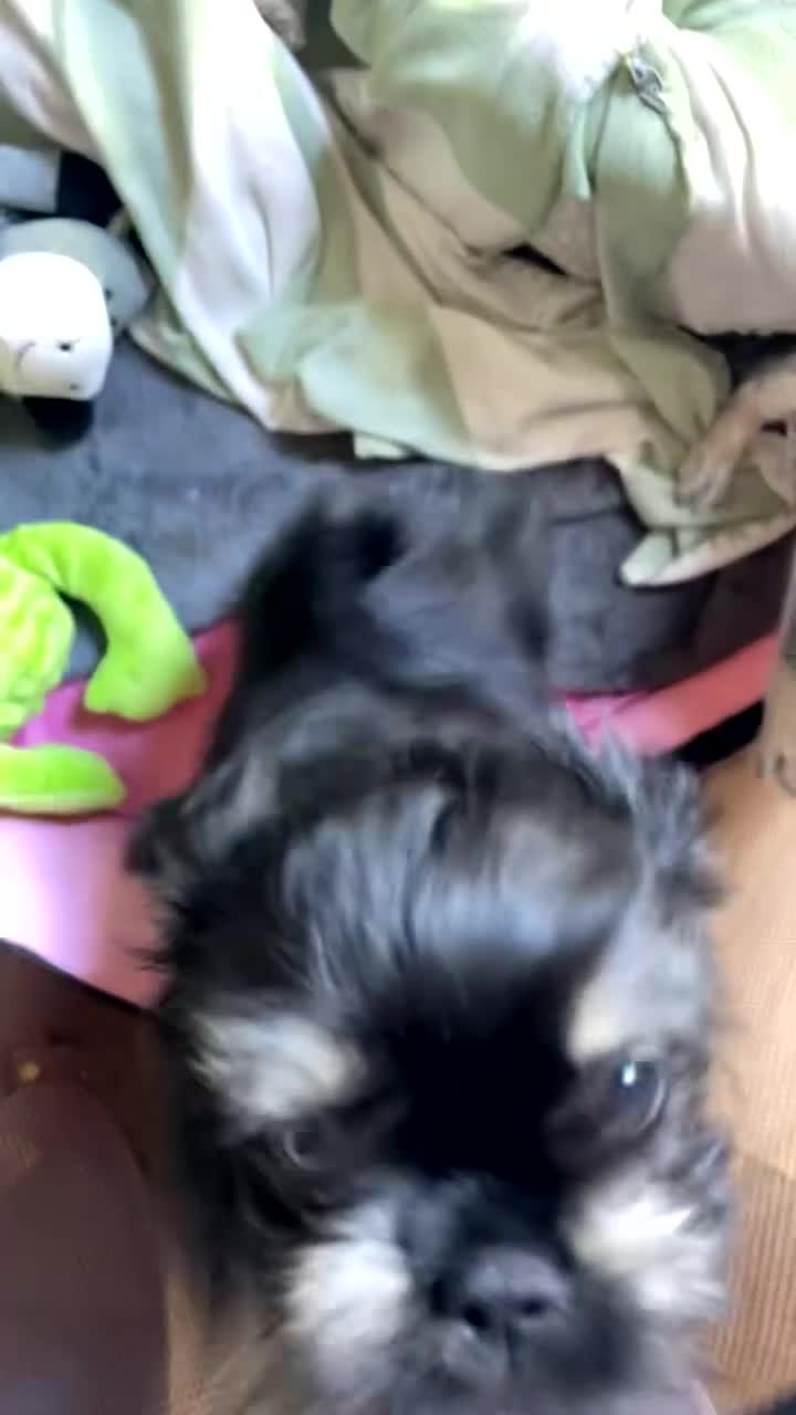 Mixed Breed dogs for sale: Pug puppies for sale  - Video 1