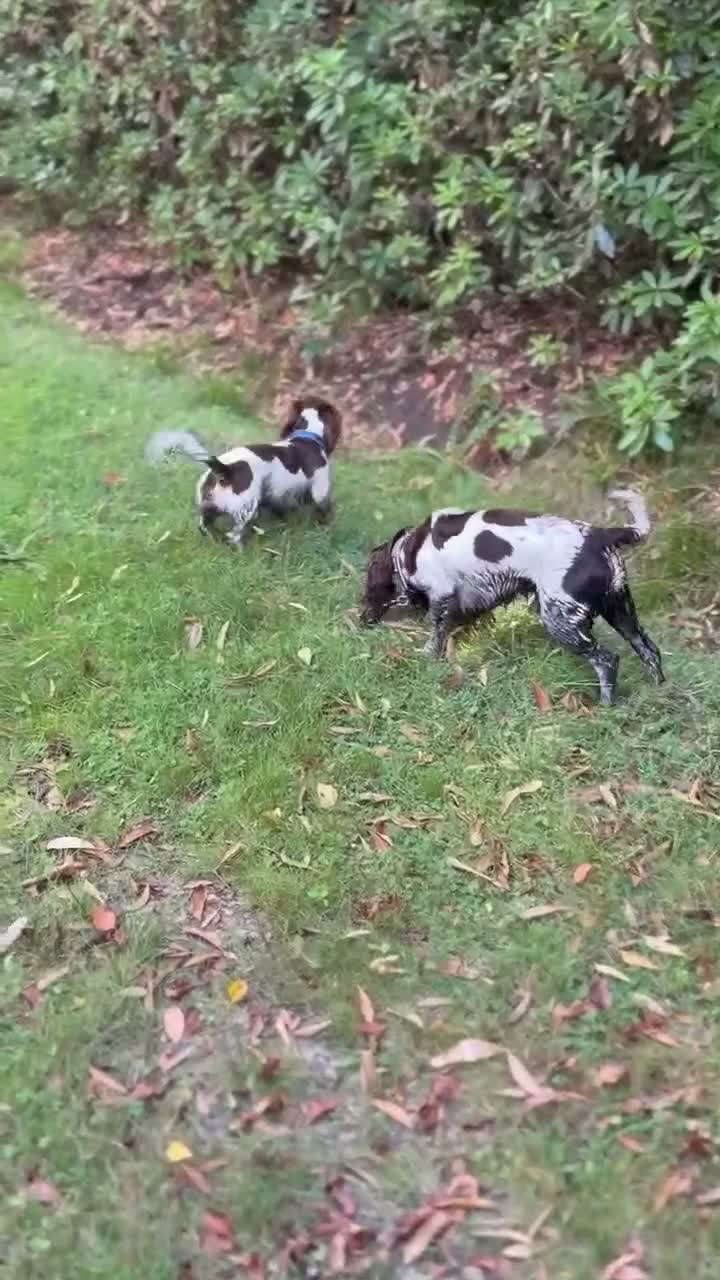 Dachshund dogs for sale: Dacshund 1.5Years old Male - Video 1