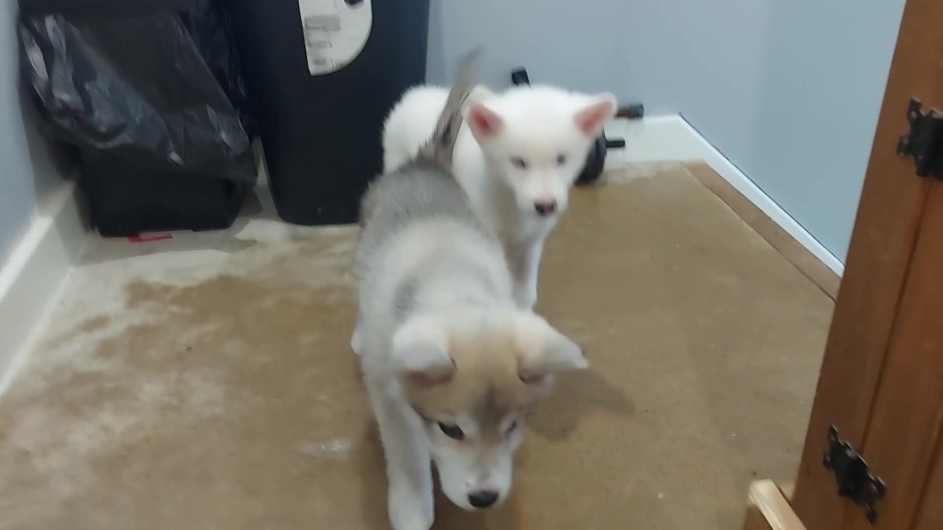 Mixed Breed dogs for sale: Huskita malamutes - Video 1