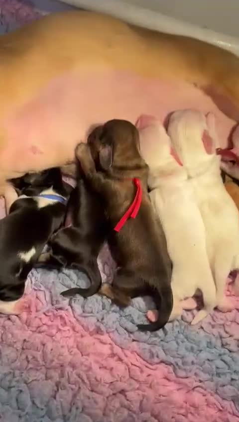 Miniature Dachshund dogs for sale: KC Registered Cream Long Hair Miniature Dachshunds - Video 1