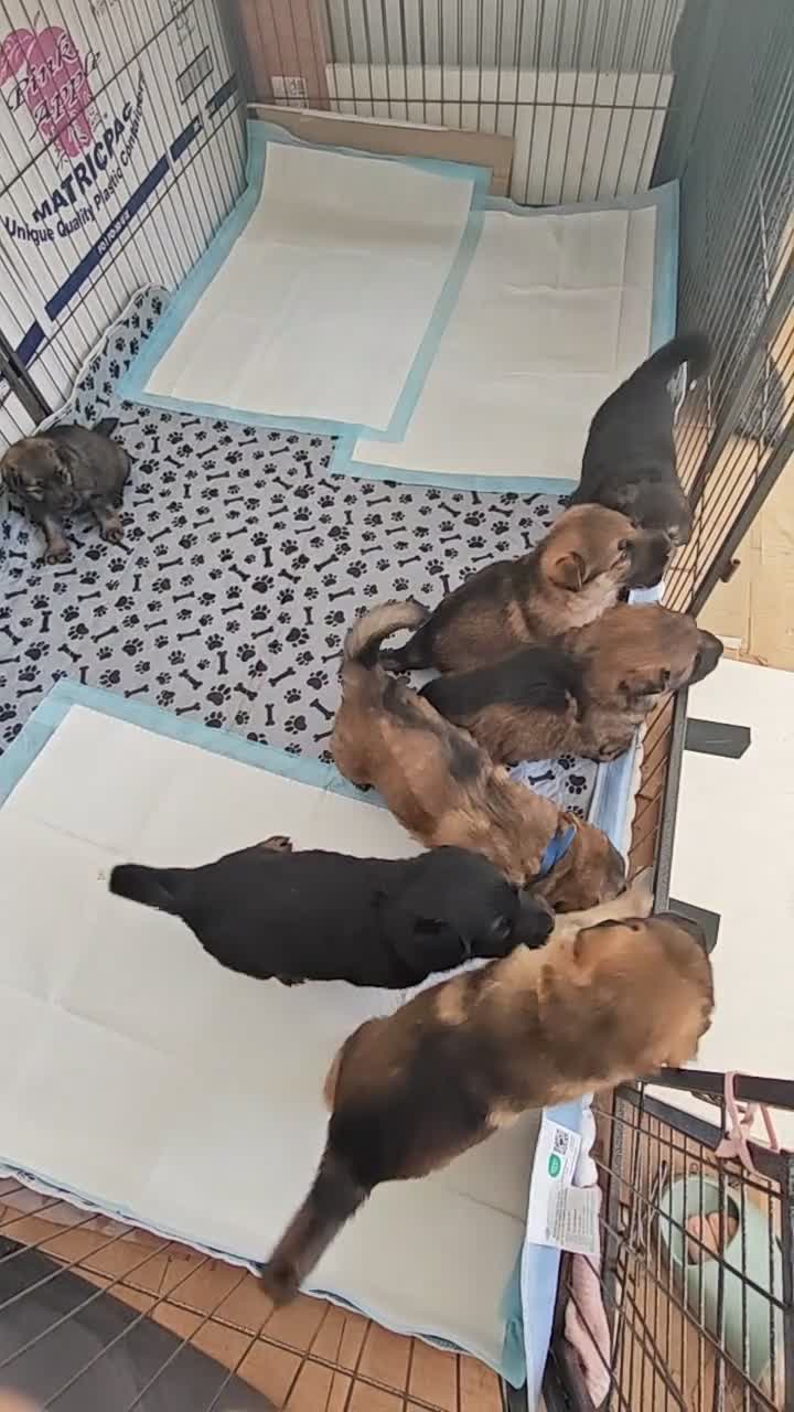German Shepherd dogs for sale: German Shepherd puppies - Video 2