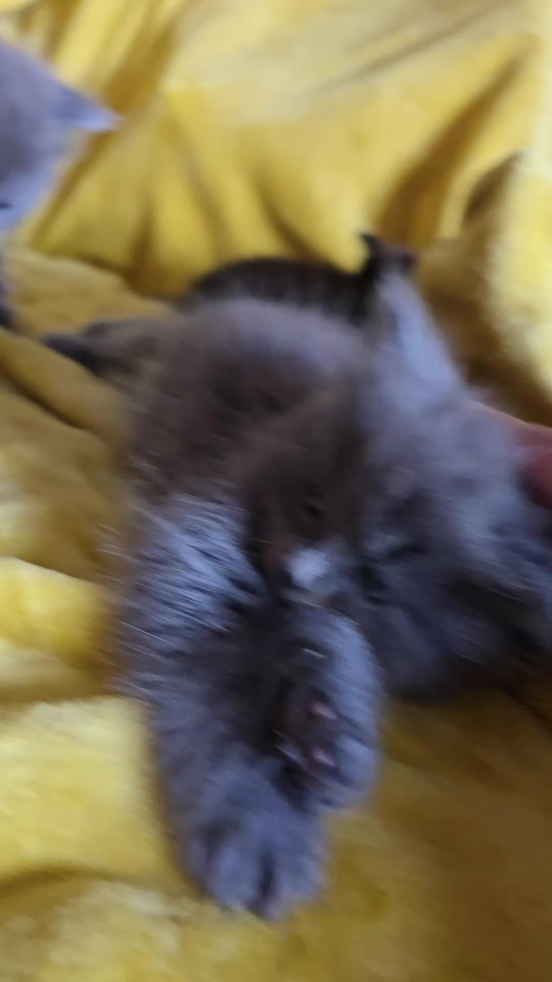 British Shorthair cats for sale: Gorgeous half British short-hair kittens - Video 2