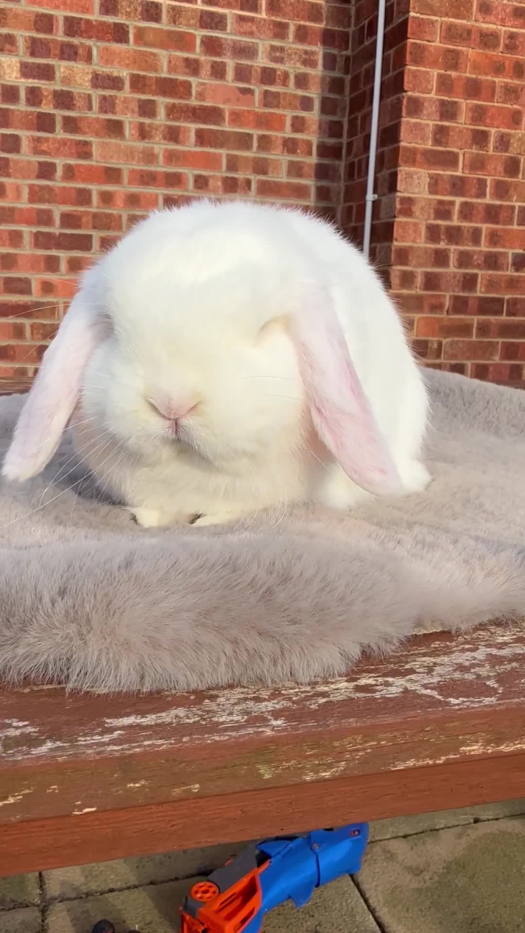 Dwarf Lop rabbits for sale: Dwarf lop boy - 16 weeks - Video 1