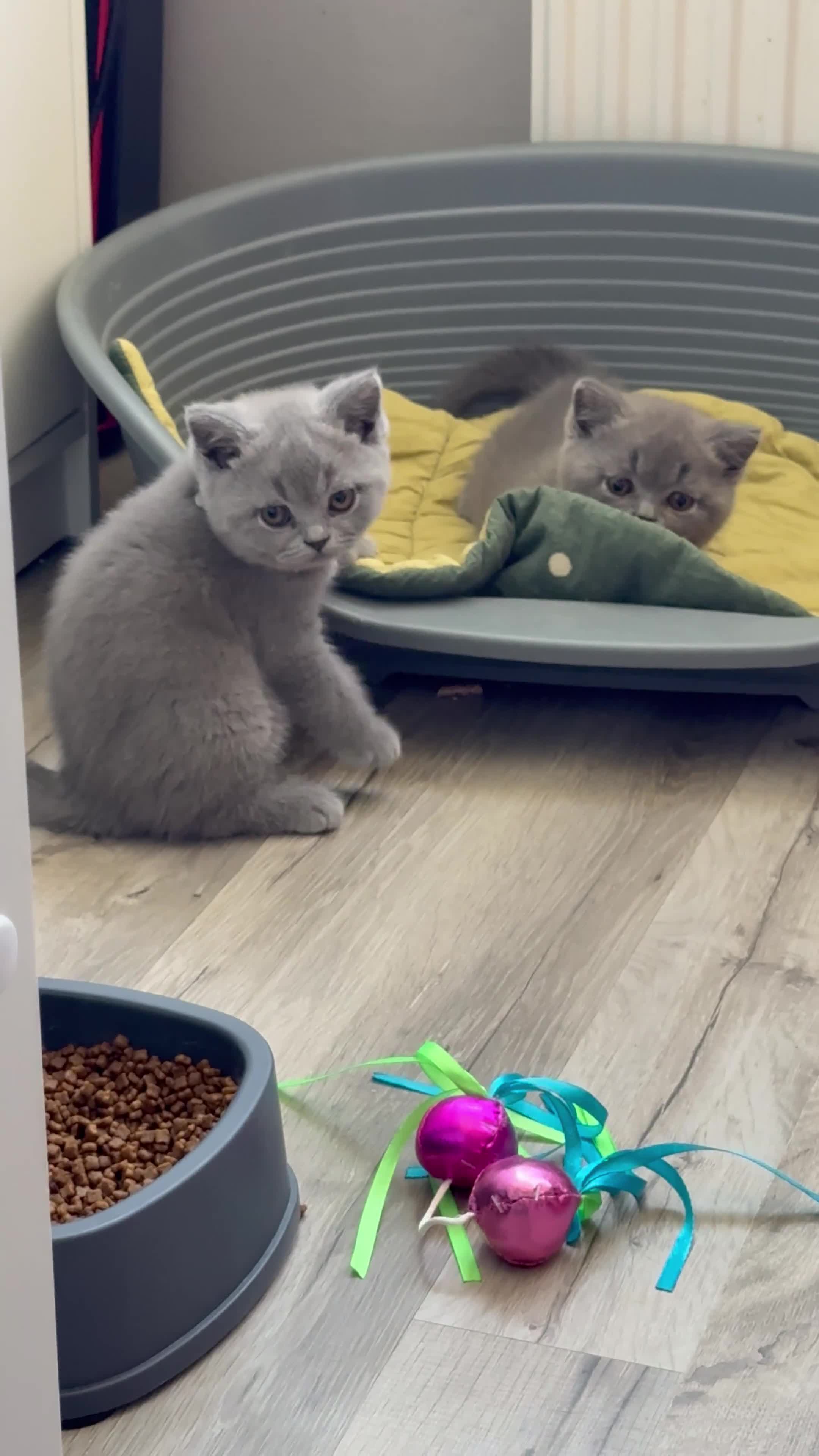 British Shorthair cats for sale: Pedigree British Shorthair Kittens ready to go! - Video 1