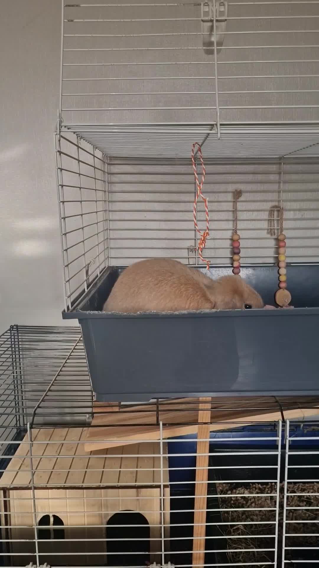 Mini Lop rabbits for sale: Two beautiful mini lops - Video 2