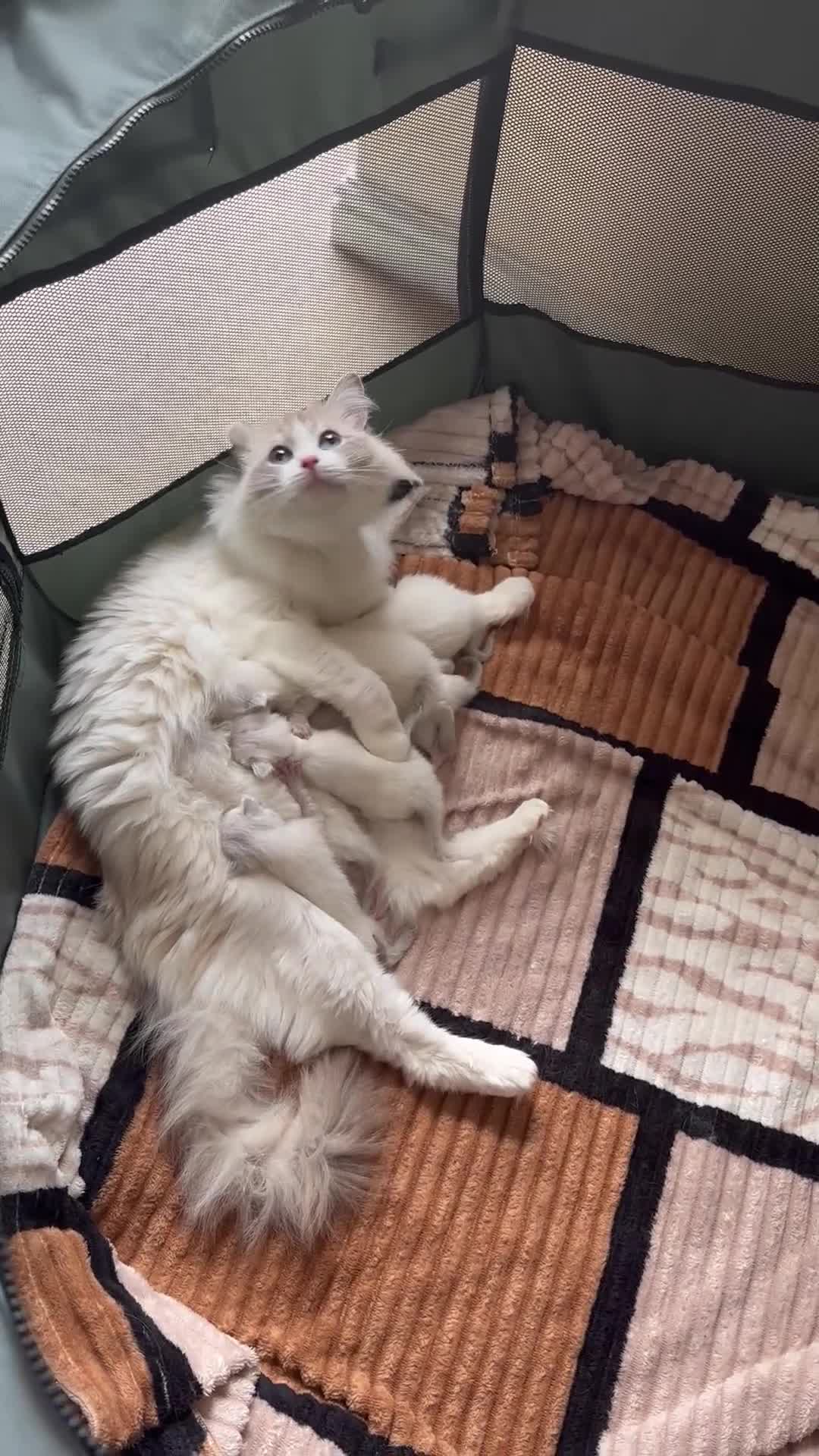 Ragdoll cats for sale: GCCF Registered Ragdoll Kittens Available! 🐾 in Taunton - Video 1