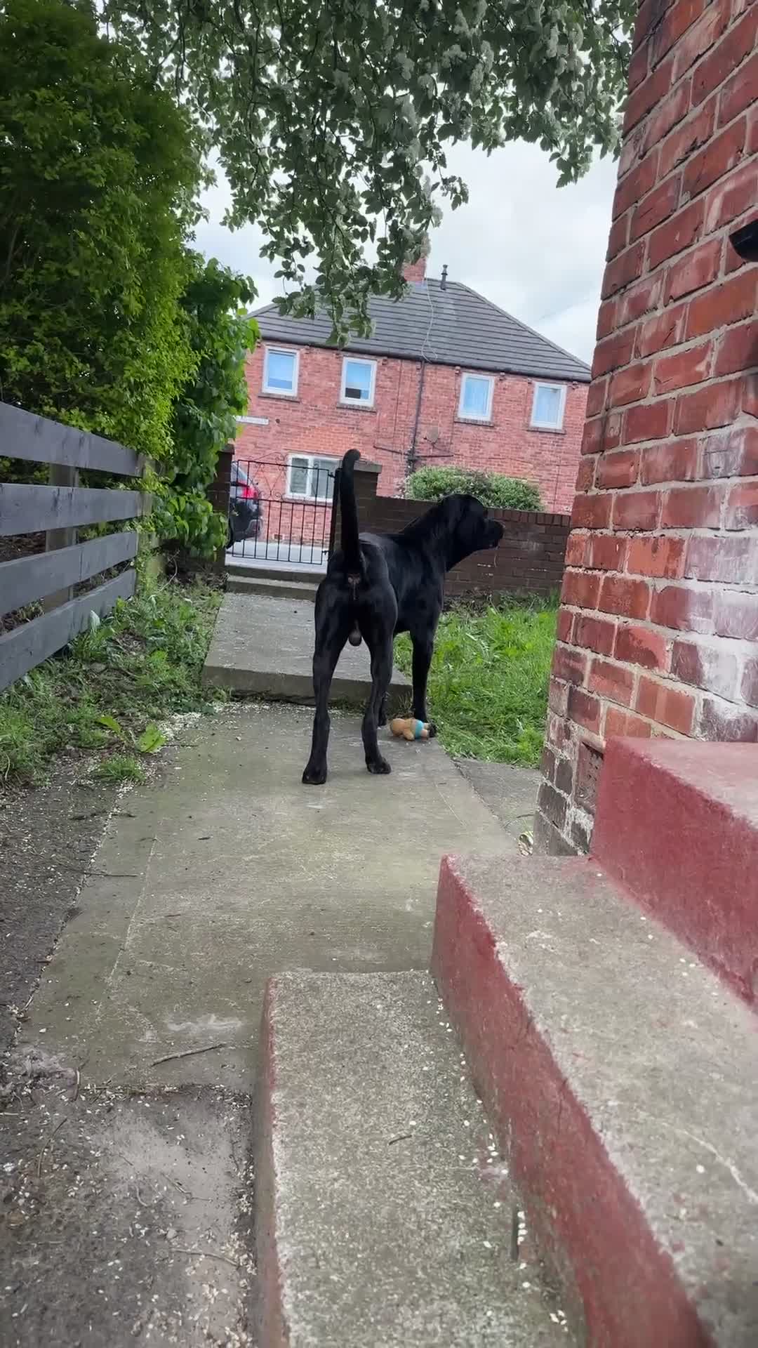 Cane Corso dogs for sale: Vinnie  in Hebburn - Video 1