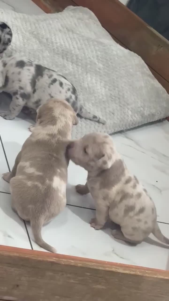 Mixed Breed dogs for sale: Last pup.. male!! Staff x pocket bully pups - Video 1