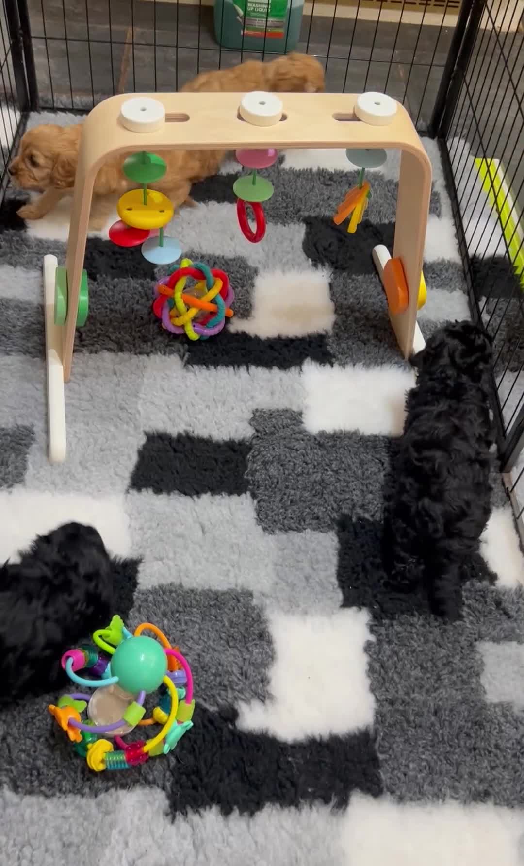 Cavapoo dogs for sale:  SUPER Extensively Health tested 280 ALL CLEAR🐾🐶 - Video 1